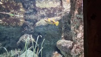 Gelber Kofferfisch (Ostracion cubicus)